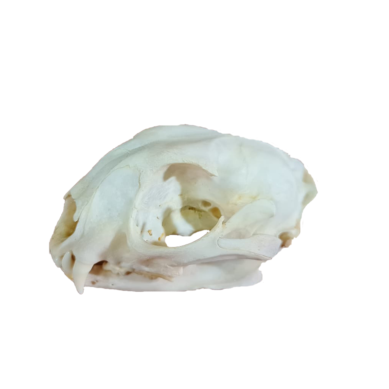 Caracal Skull - CS100 - Image 2