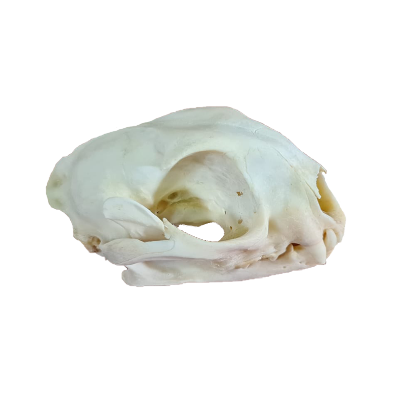 Caracal Skull - CS100