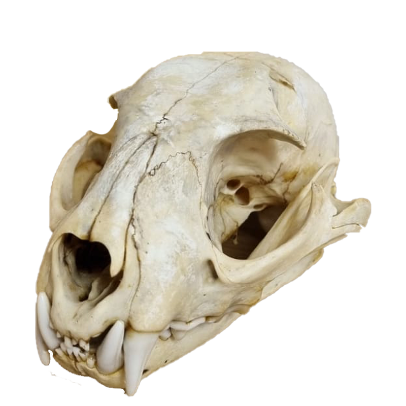 Caracal Skull - CS101 - Image 2