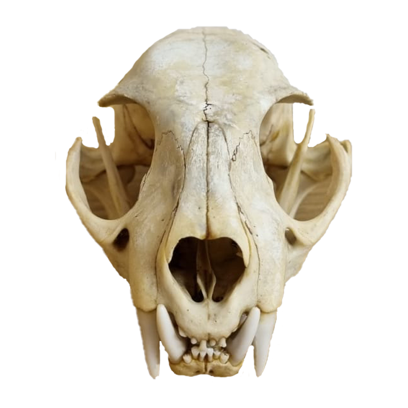 Caracal Skull - CS101 - Image 3