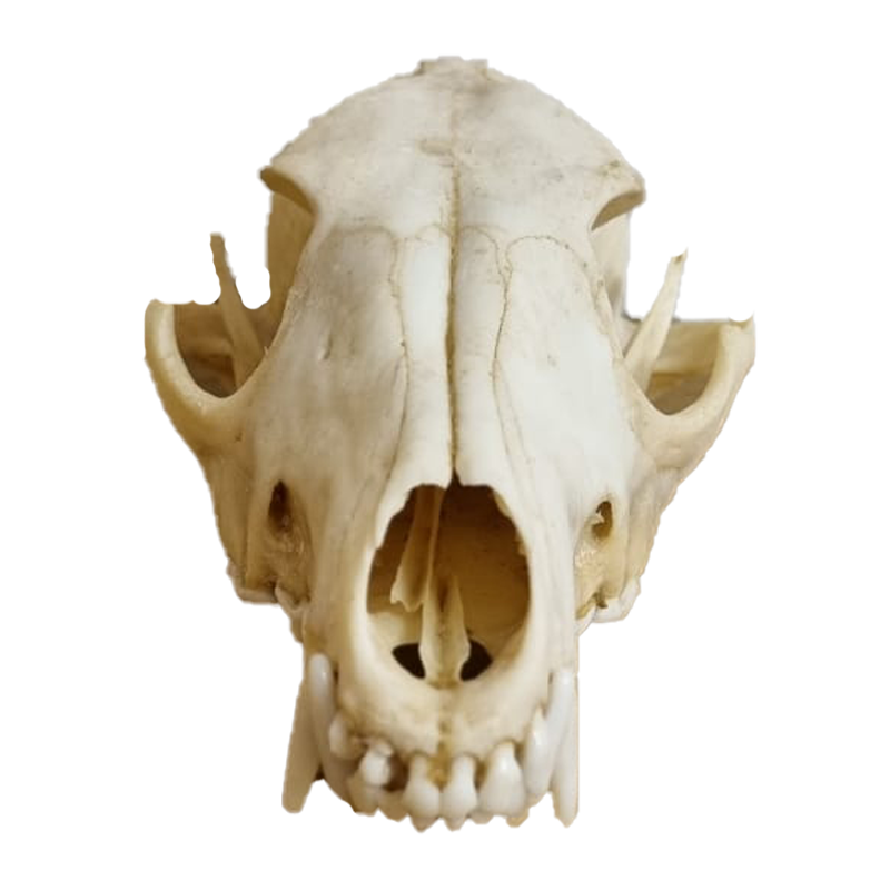 Caracal Skull - CS101