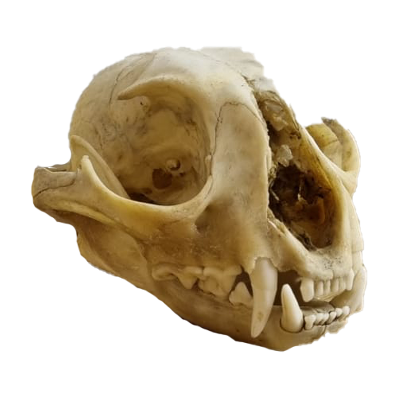 Caracal Skull - CS102 - Image 2