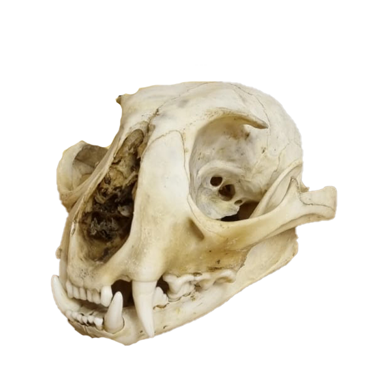 Caracal Skull - CS102 - Image 3