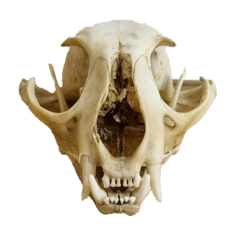 Caracal Skull - CS102