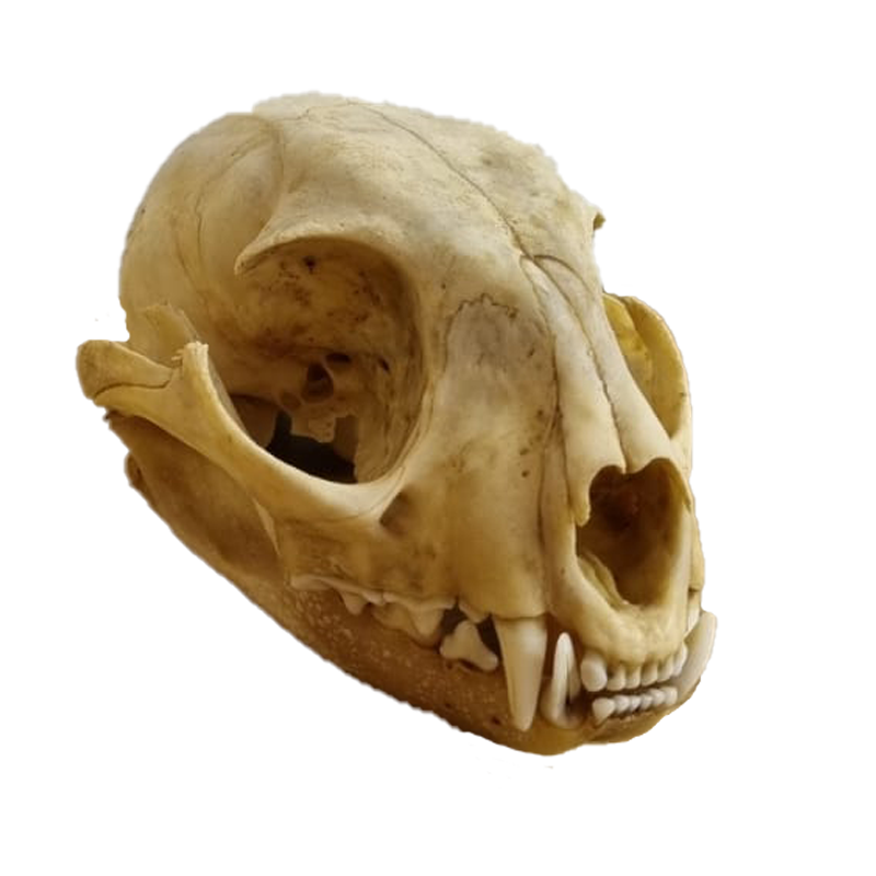 Caracal Skull - CS103 - Image 2