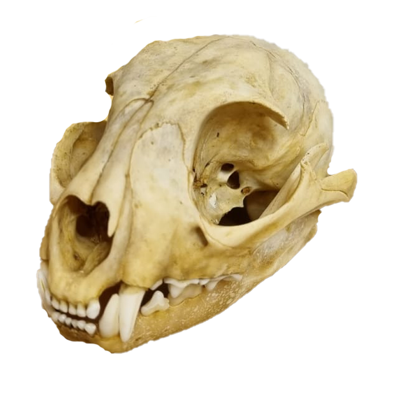 Caracal Skull - CS103 - Image 3