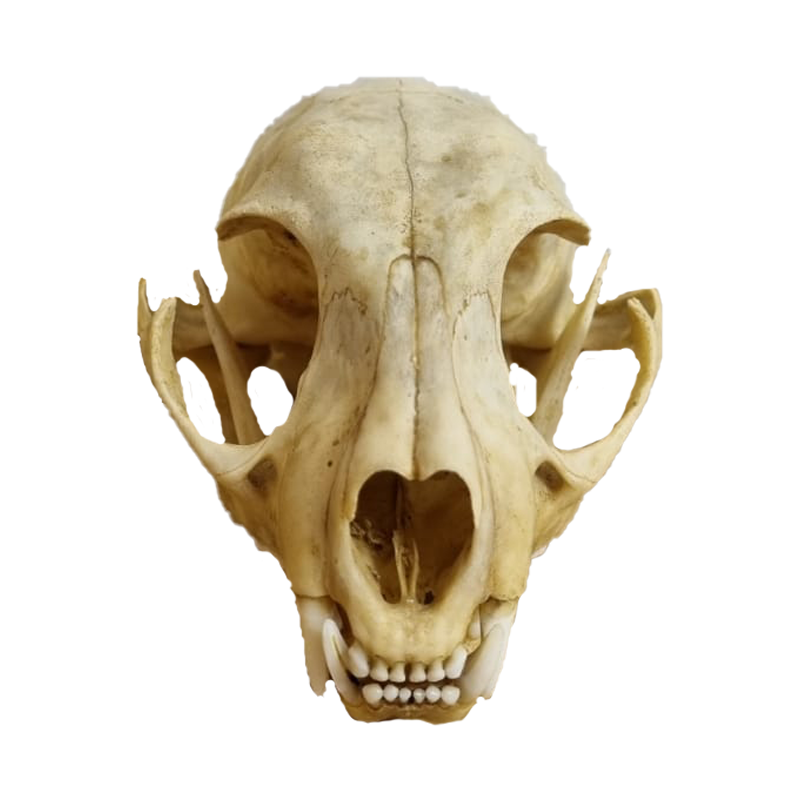 Caracal Skull - CS103
