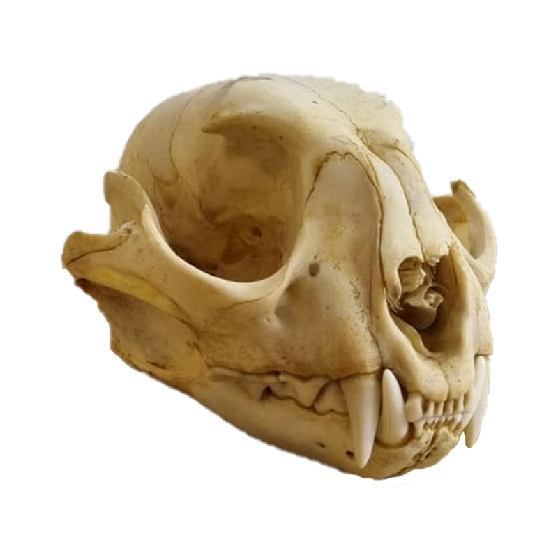 Caracal Skull - CS104 - Image 2