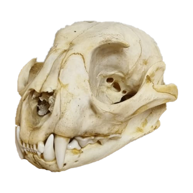 Caracal Skull - CS104 - Image 3