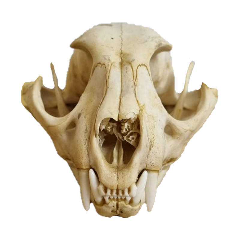 Caracal Skull - CS104