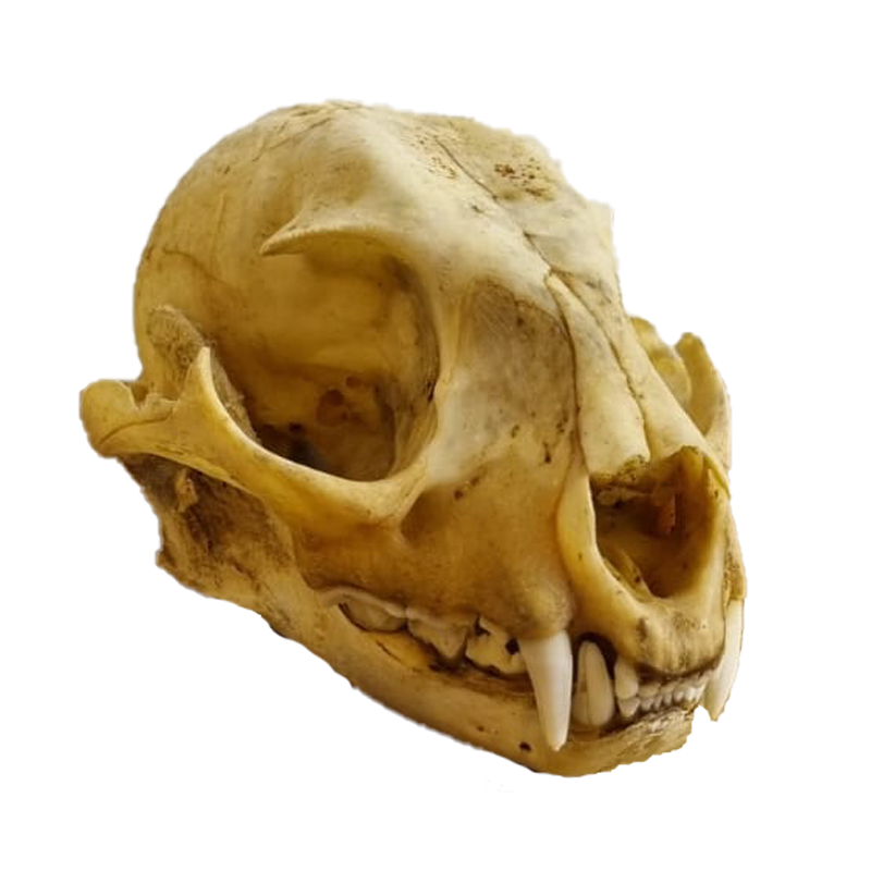 Caracal Skull - CS105 - Image 2