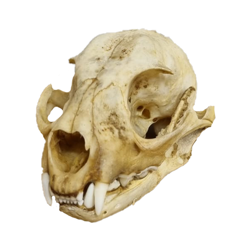Caracal Skull - CS105 - Image 3