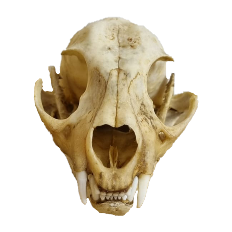 Caracal Skull - CS105
