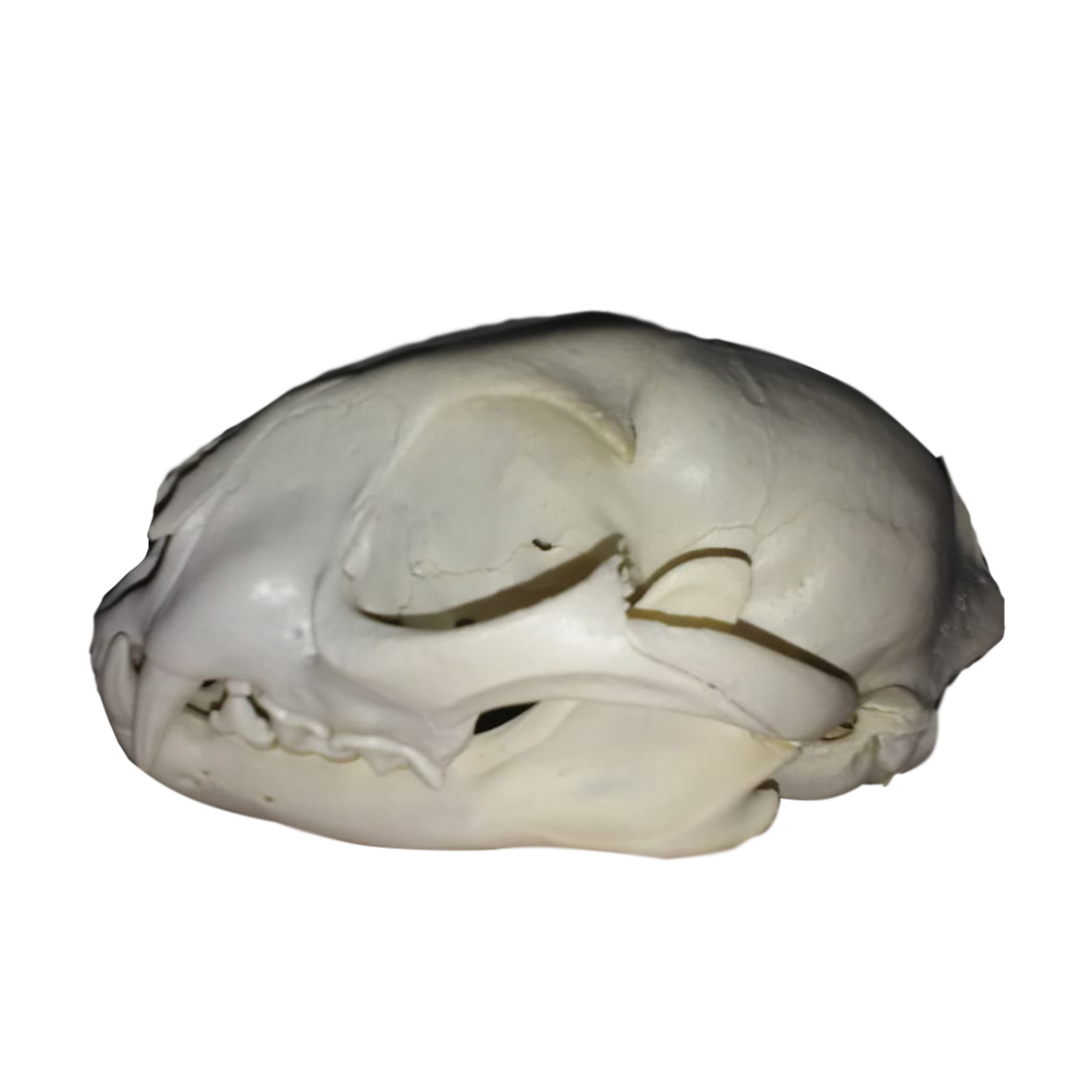 CARACAL SKULL CSM01 - Image 2