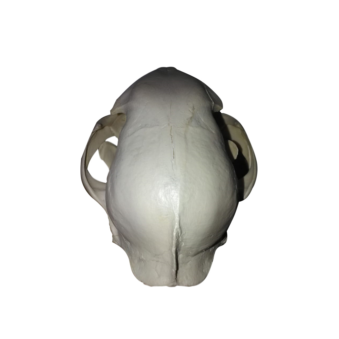 CARACAL SKULL CSM01 - Image 3