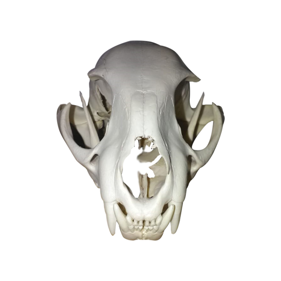 CARACAL SKULL CSM01