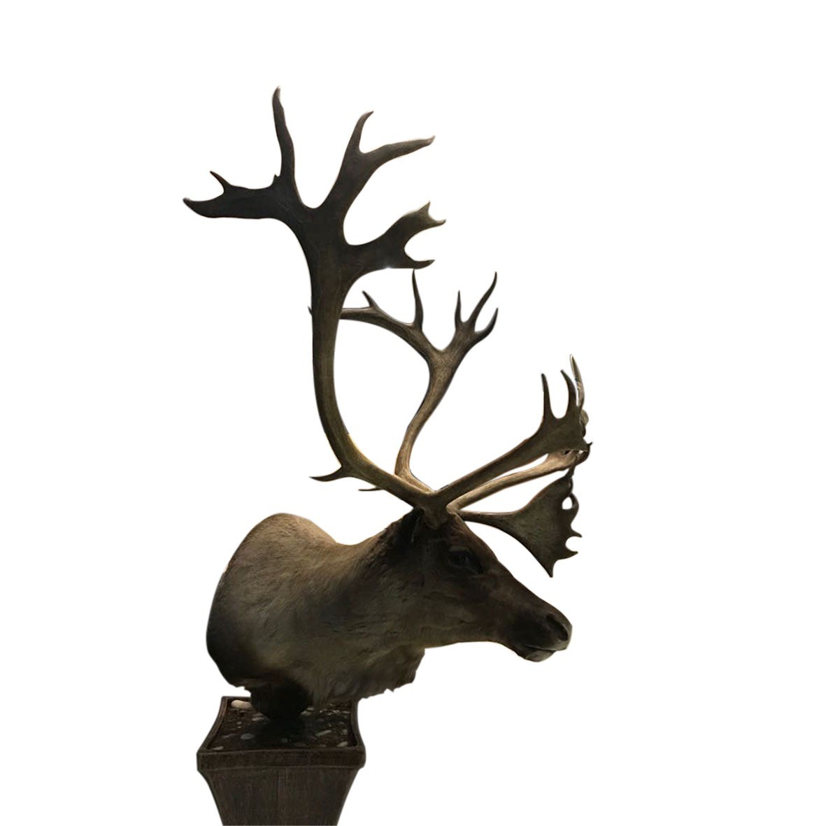 Caribou Pedestal Mount 01 - Image 2