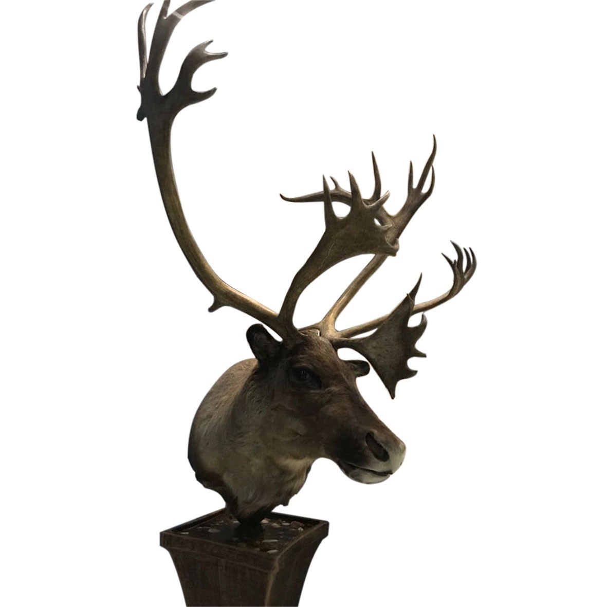 Caribou Pedestal Mount 01 - Image 3
