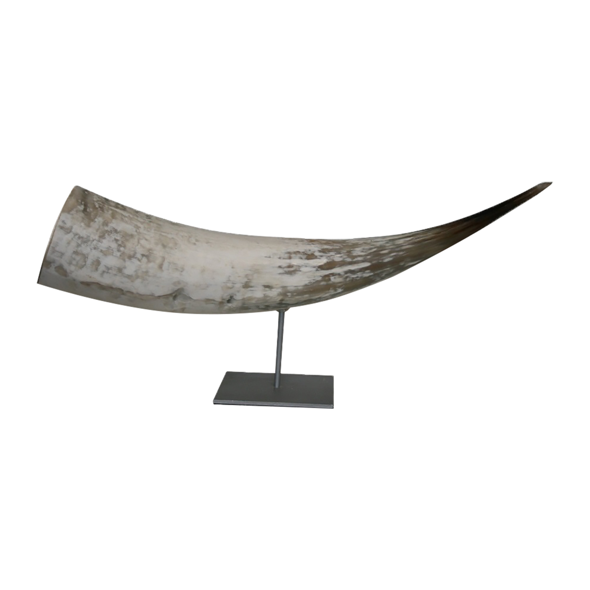 CATTLE HORN ON METAL BASE