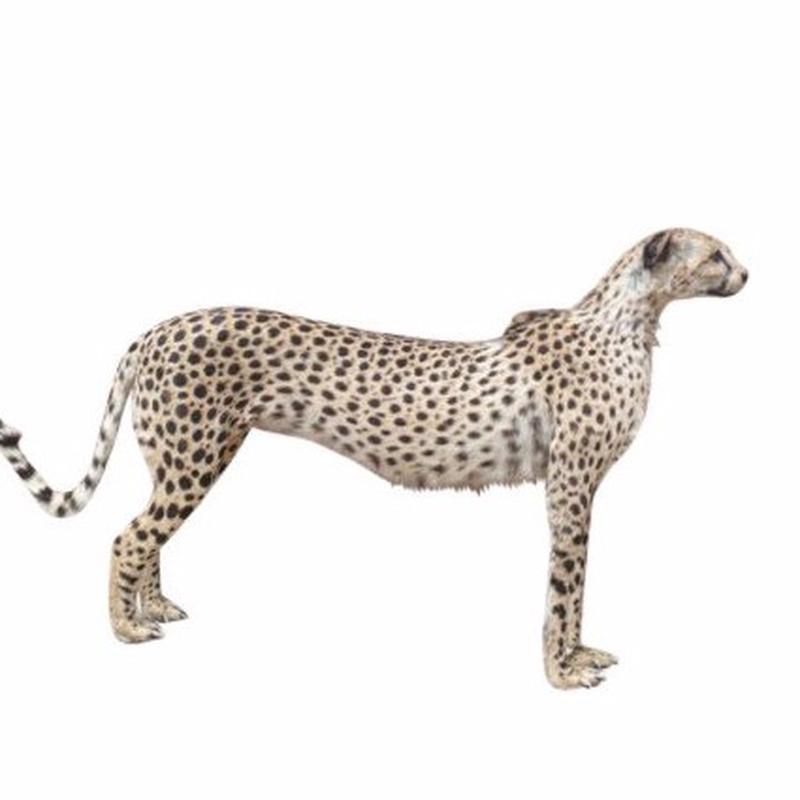 Cheetah Full Mount 01