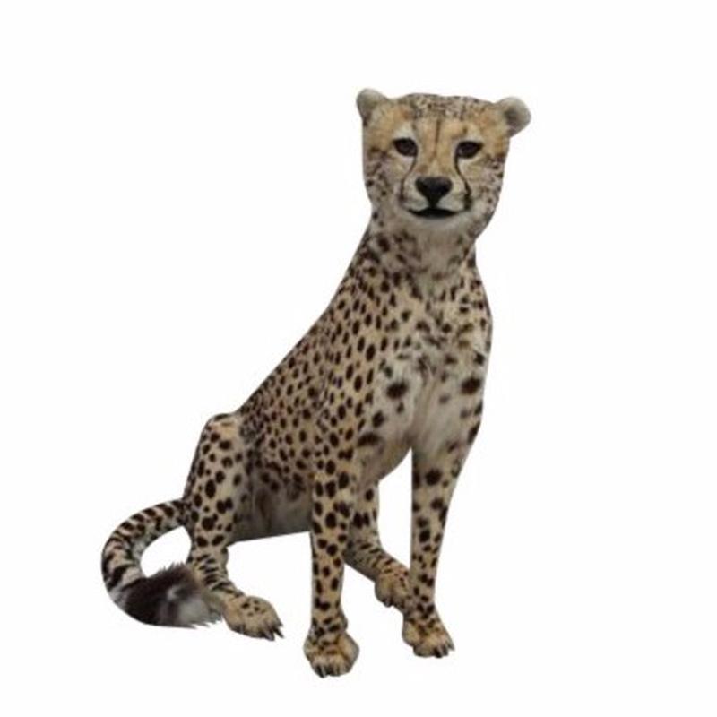 Cheetah Full Mount 03
