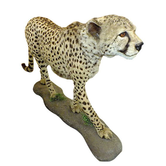 Cheetah Full Mount C2 - Image 2