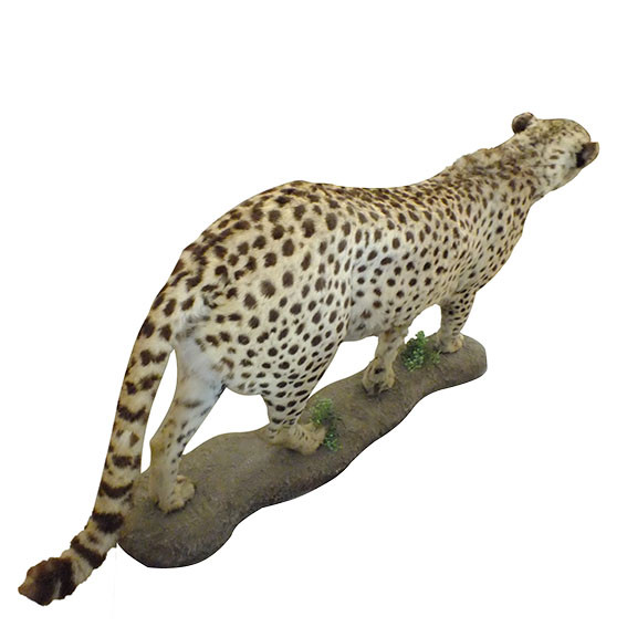 Cheetah Full Mount C2 - Image 3