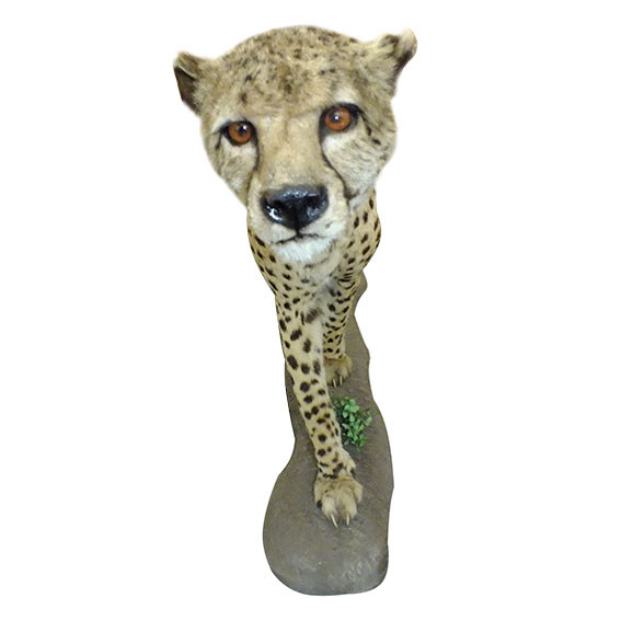 Cheetah Full Mount C2 - Image 4