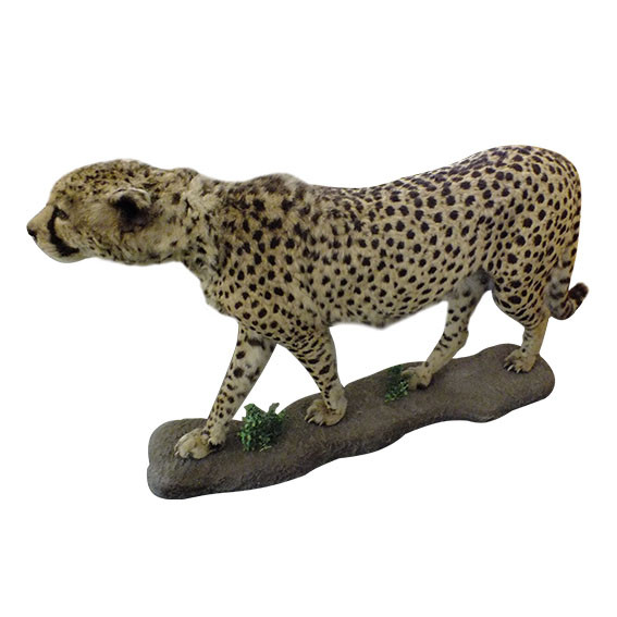 Cheetah Full Mount C2 - Image 5