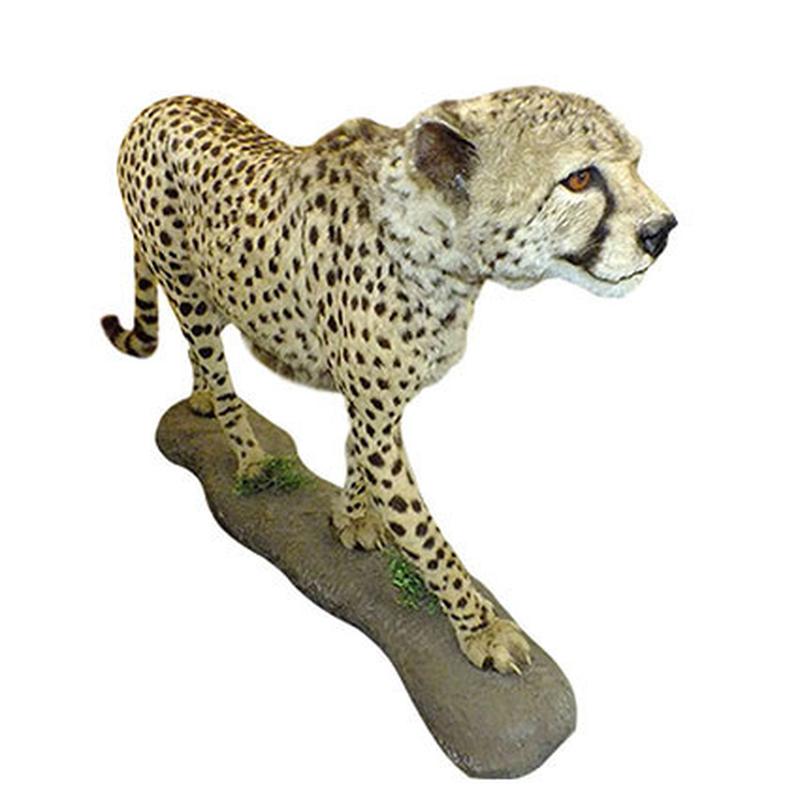 Cheetah Full Mount C2