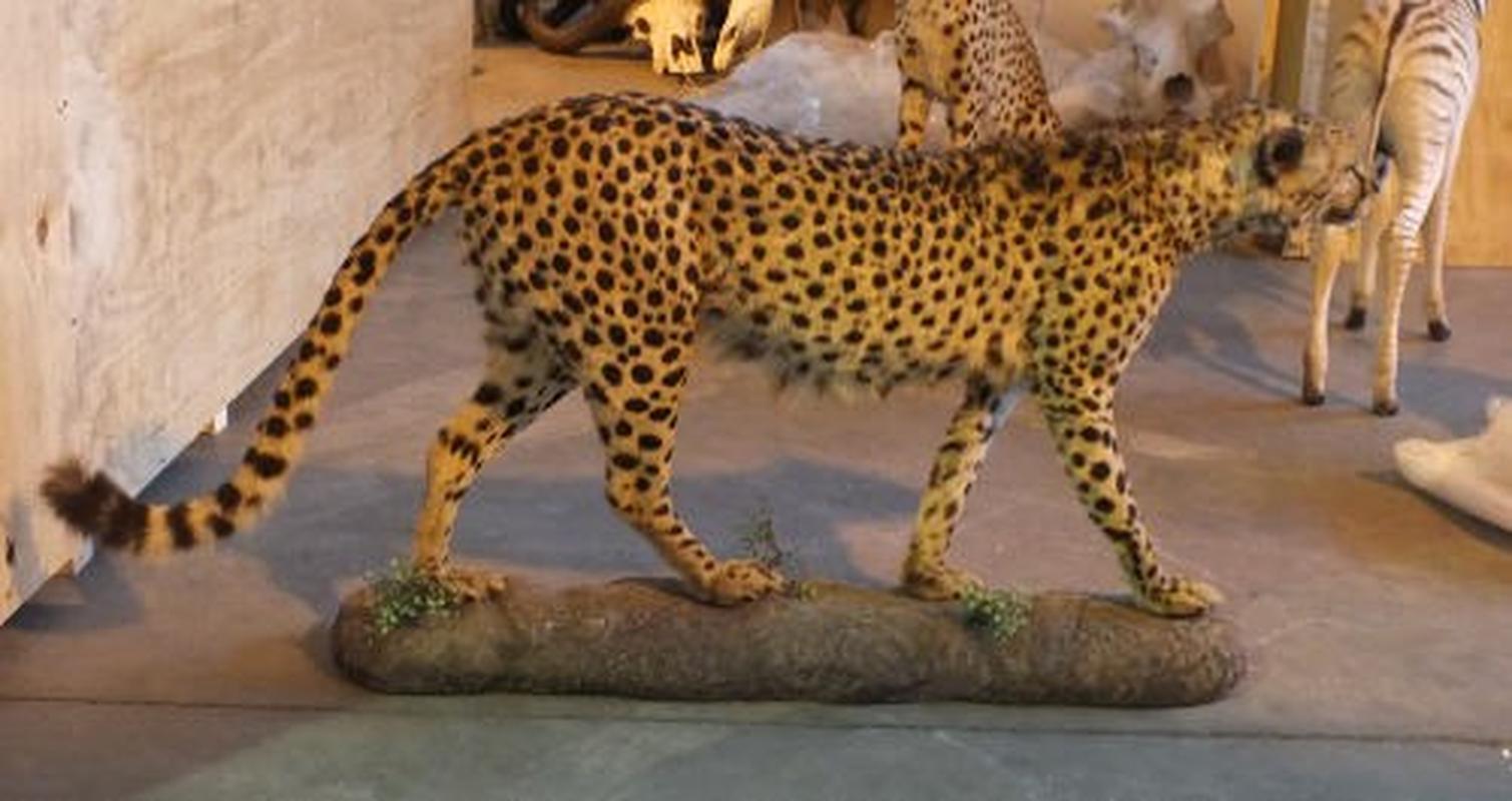 Cheetah Full Mount For Sale C1 - Image 2
