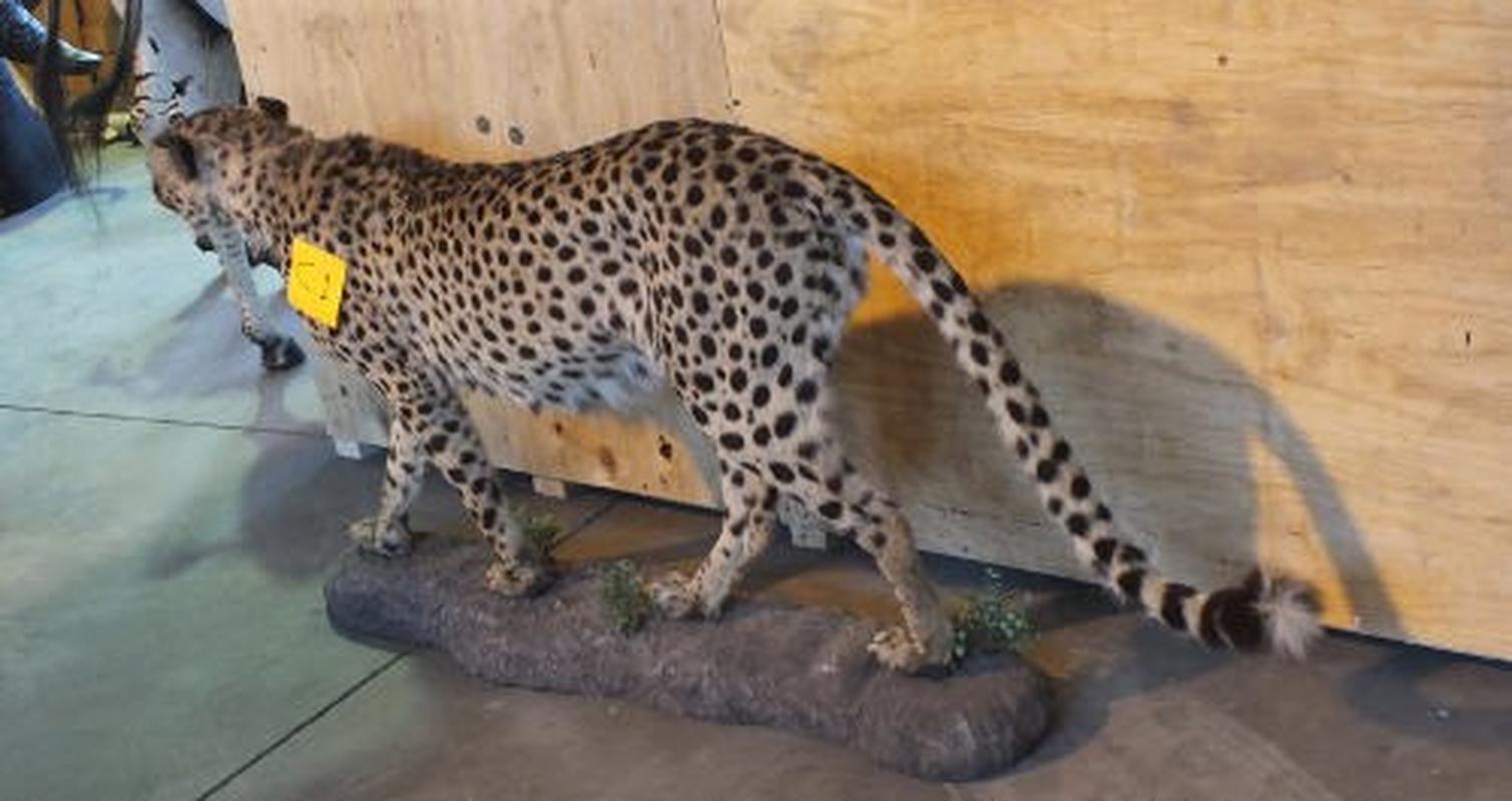 Cheetah Full Mount For Sale C1 - Image 3