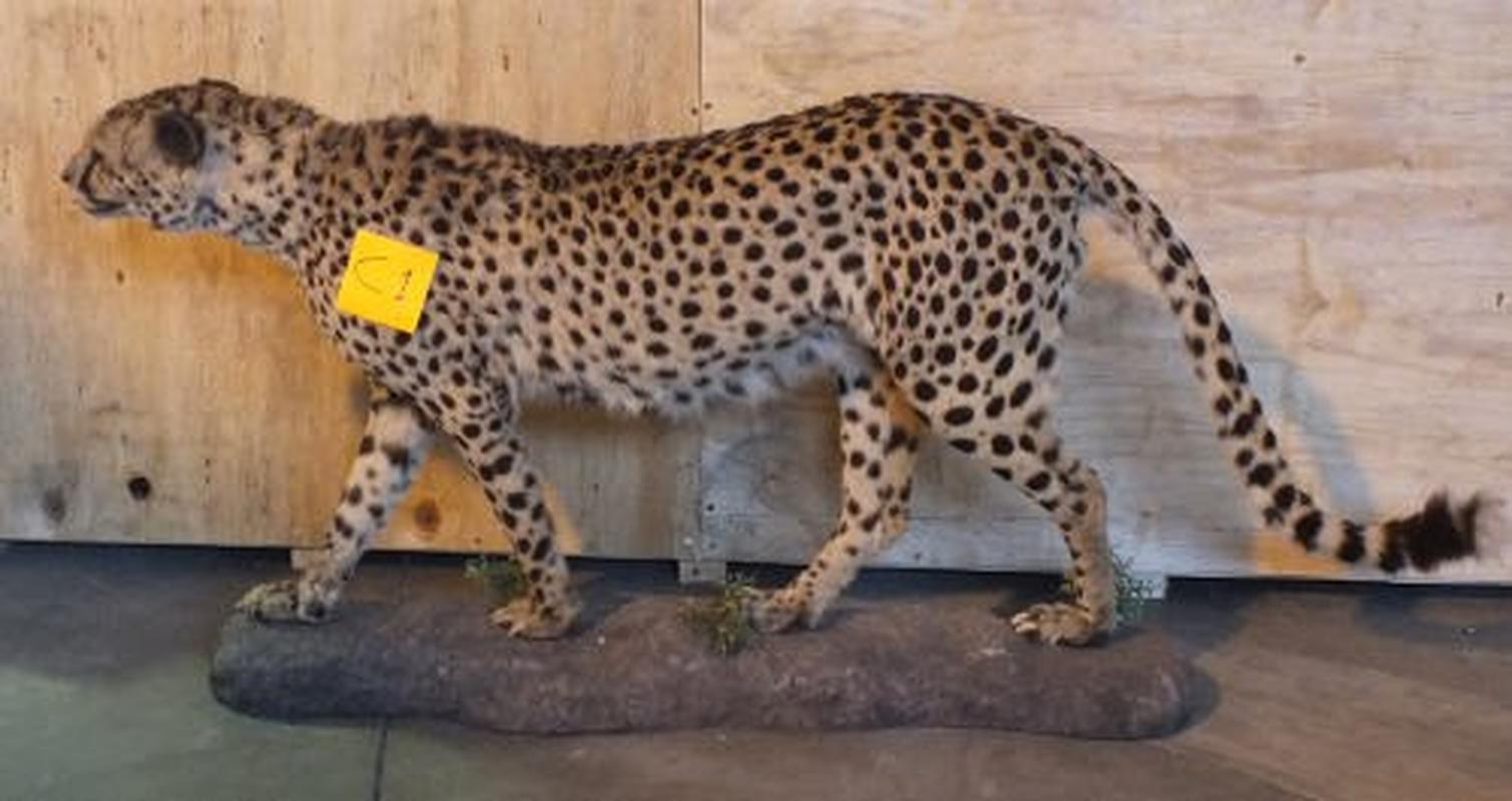Cheetah Full Mount For Sale C1 - Image 4