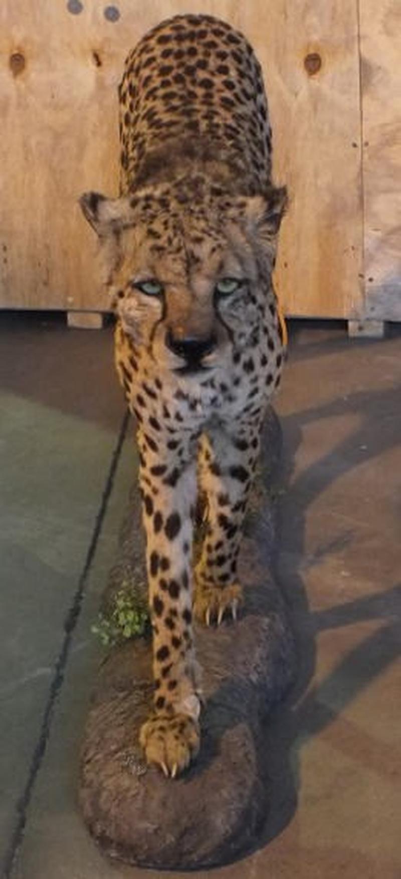 Cheetah Full Mount For Sale C1 - Image 5