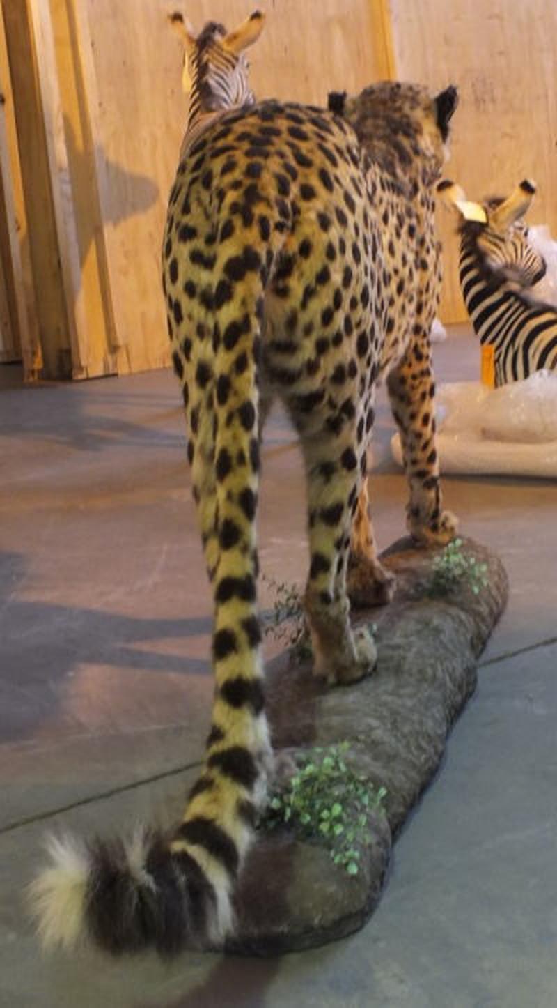 Cheetah Full Mount For Sale C1 - Image 6