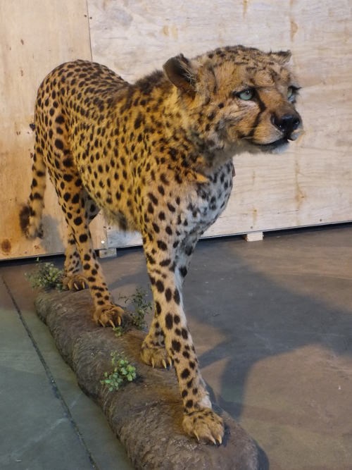 Cheetah Full Mount For Sale C1 - Image 7