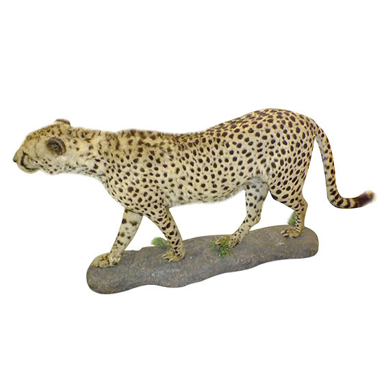 Cheetah Full Mount For Sale C1 - Image 8