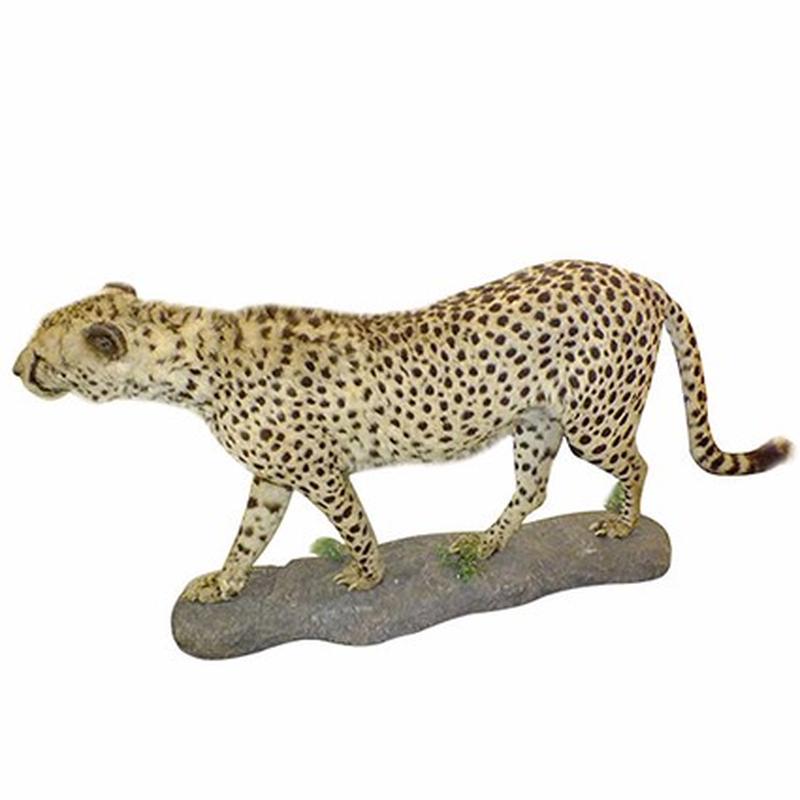Cheetah Full Mount For Sale C1