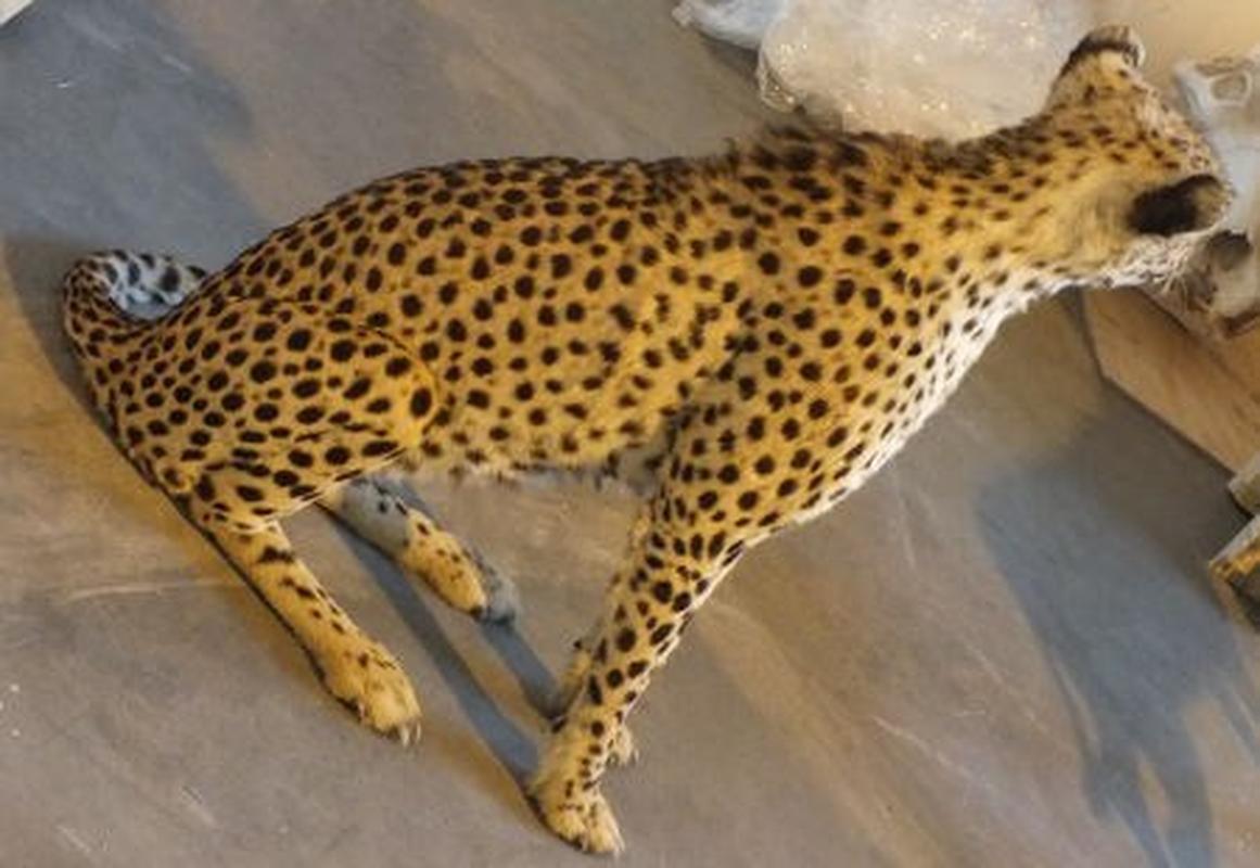Cheetah Full Mount For Sale C2 - Image 2