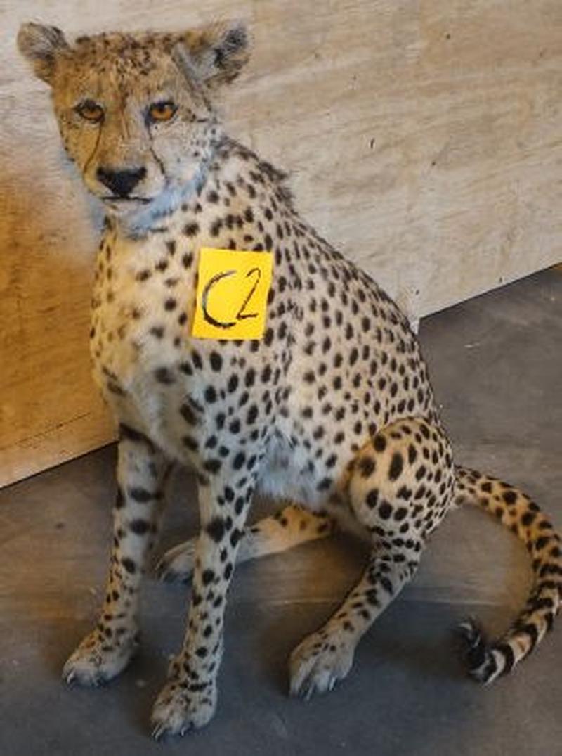 Cheetah Full Mount For Sale C2 - Image 3