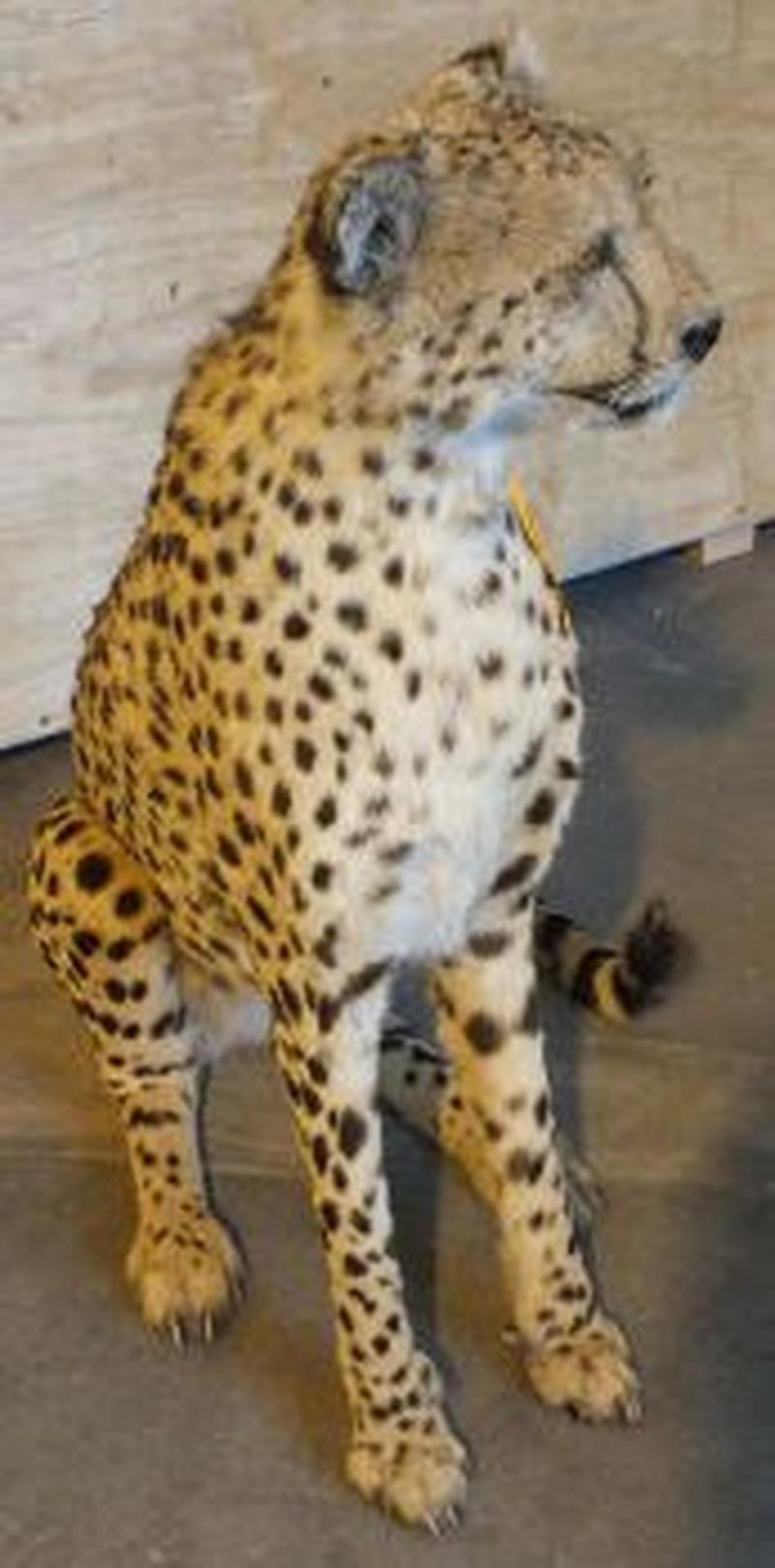Cheetah Full Mount For Sale C2 - Image 4