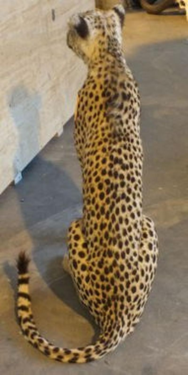 Cheetah Full Mount For Sale C2 - Image 5