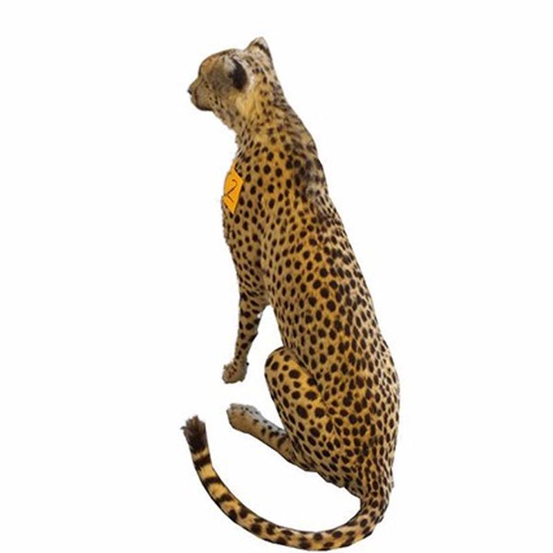 Cheetah Full Mount For Sale C2