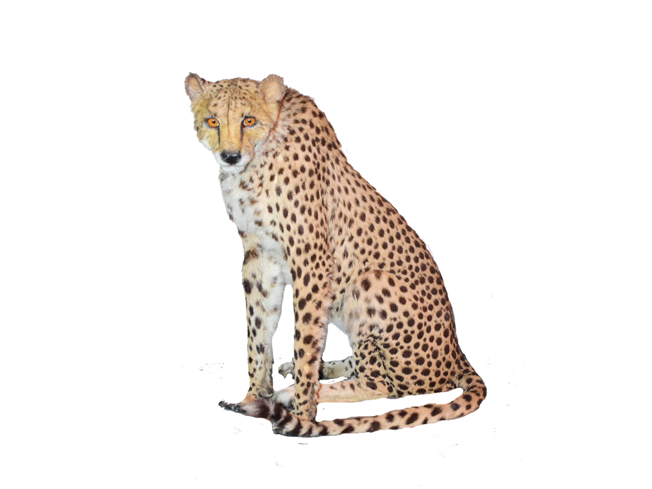 Cheetah Full Mount - Sitting CS1 - Image 2