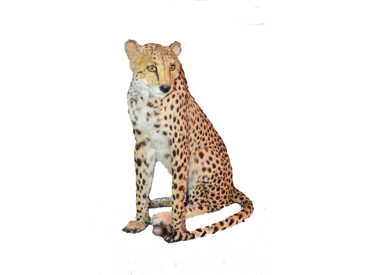 Cheetah Full Mount - Sitting CS1