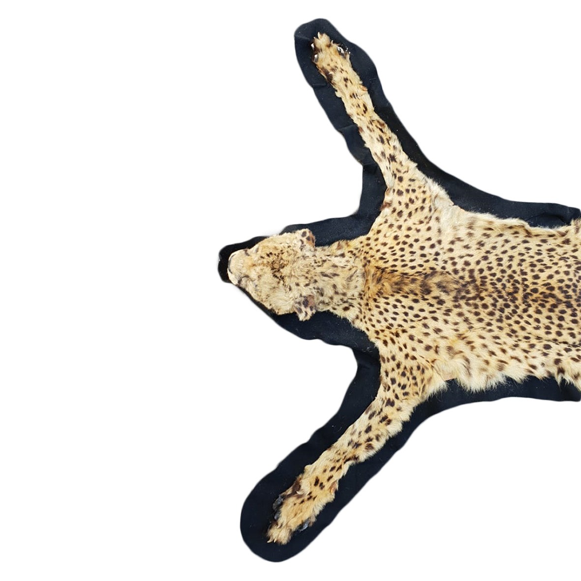 CHEETAH RUG MOUNT CRM1 - Image 3