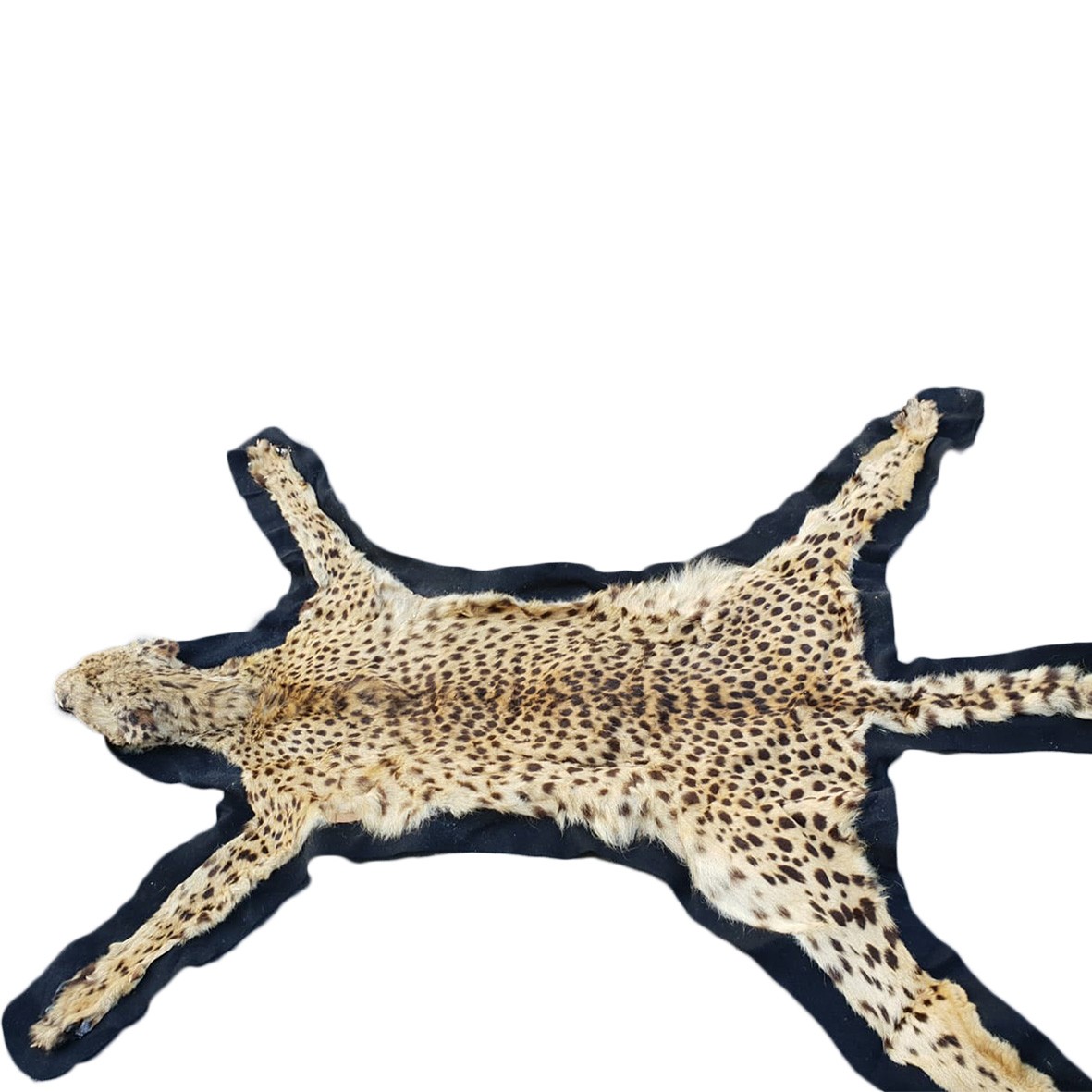 CHEETAH RUG MOUNT CRM1 - Image 4