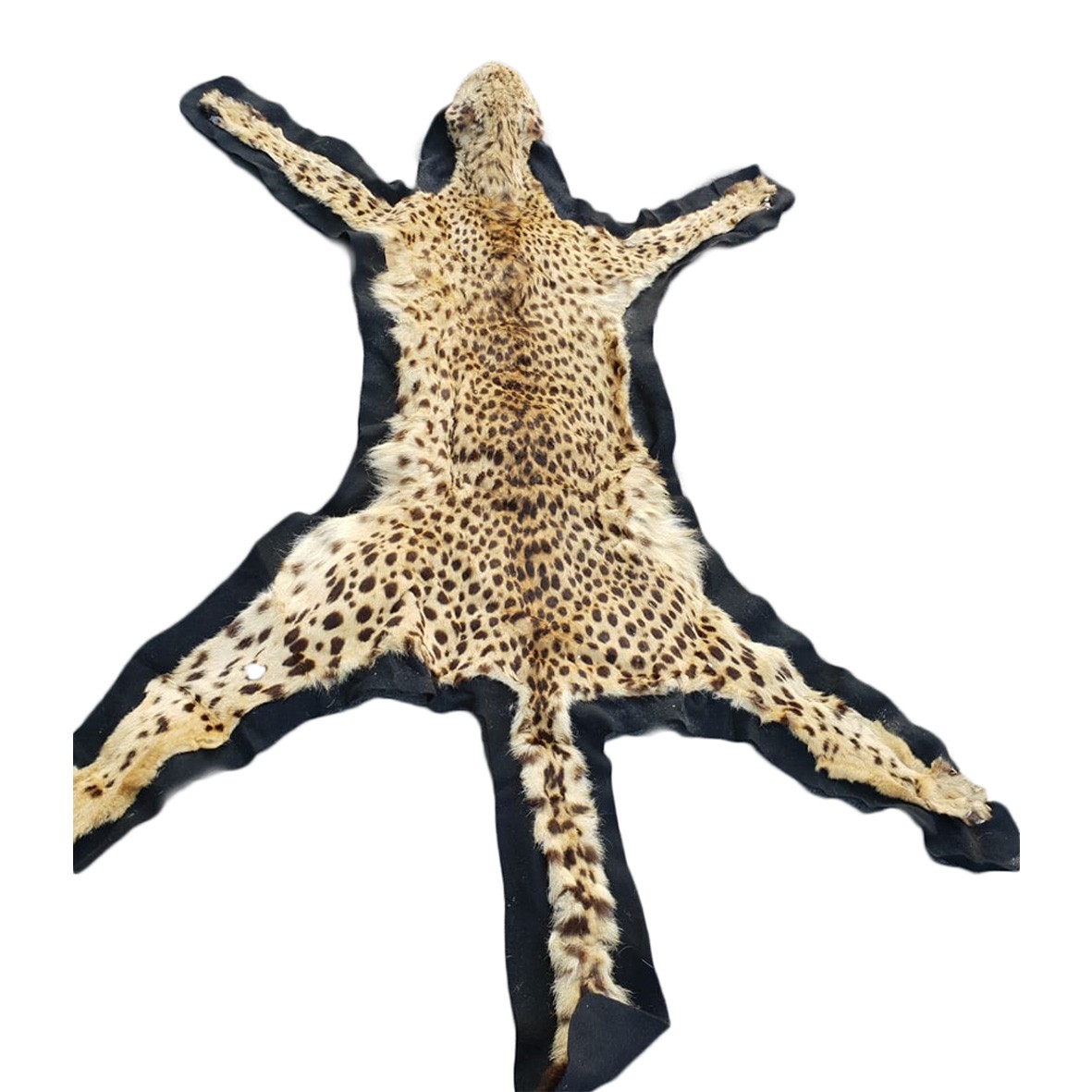 CHEETAH RUG MOUNT CRM1 - Image 5