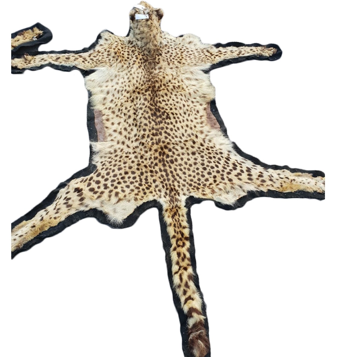 CHEETAH RUG MOUNT CRM2 - Image 4