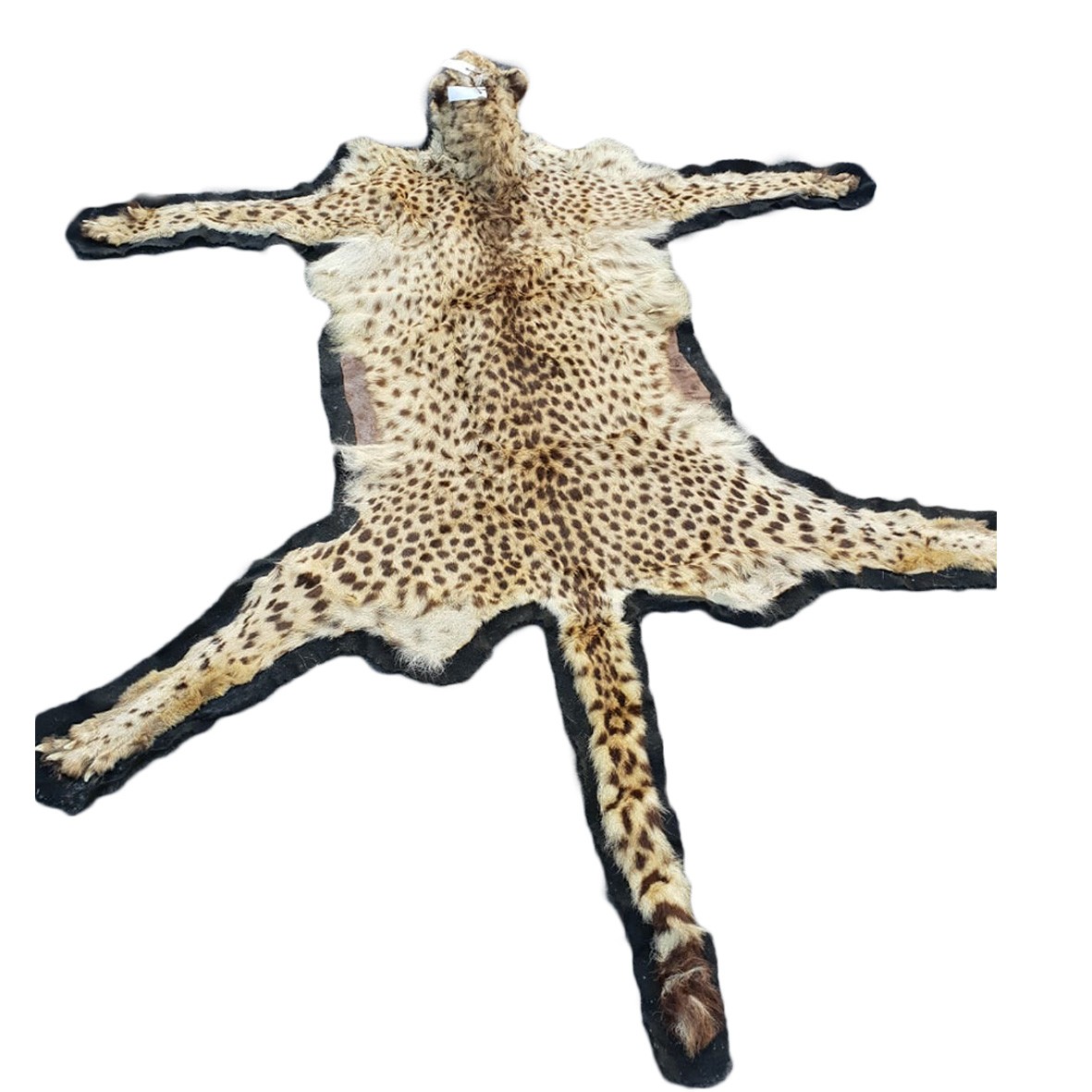 CHEETAH RUG MOUNT CRM2 - Image 5